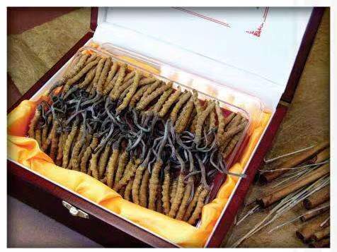 古田冬虫夏草回收?